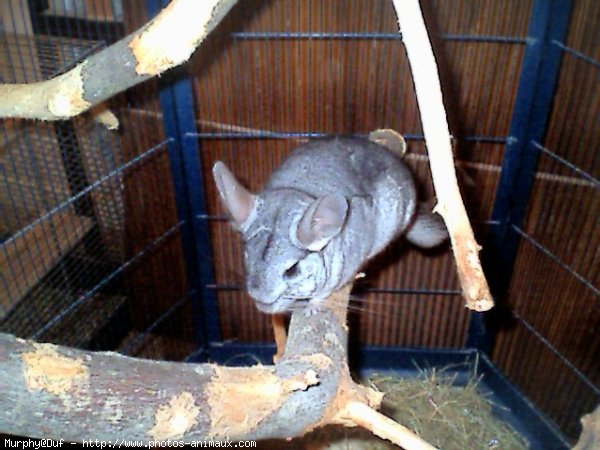 Photo de Chinchilla