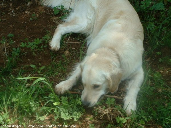 Photo de Golden retriever