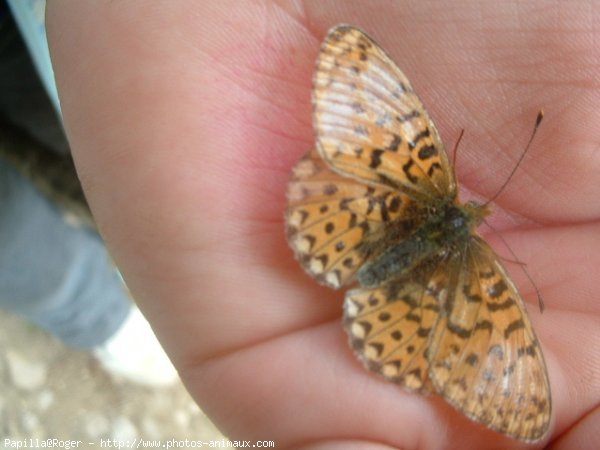 Photo de Papillon