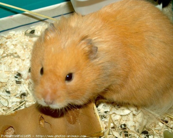 Photo de Hamster