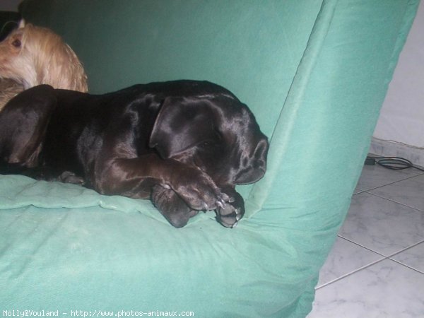 Photo de Labrador retriever