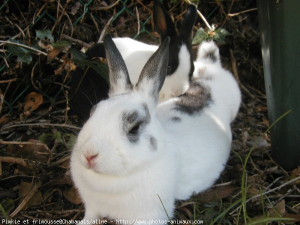 Photo de Lapin