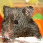 Photo de Hamster