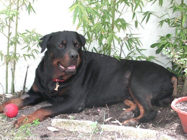 Photo de Rottweiler