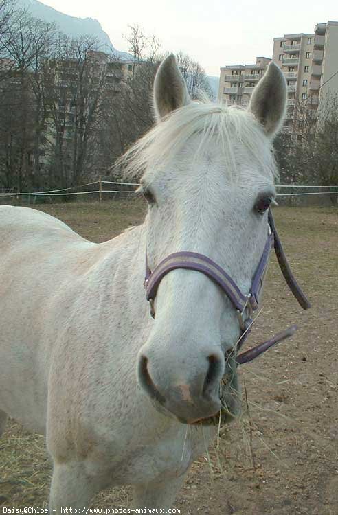 Photo de Poney franais de selle