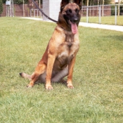 Photo de Berger belge malinois