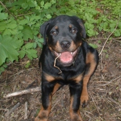 Photo de Rottweiler