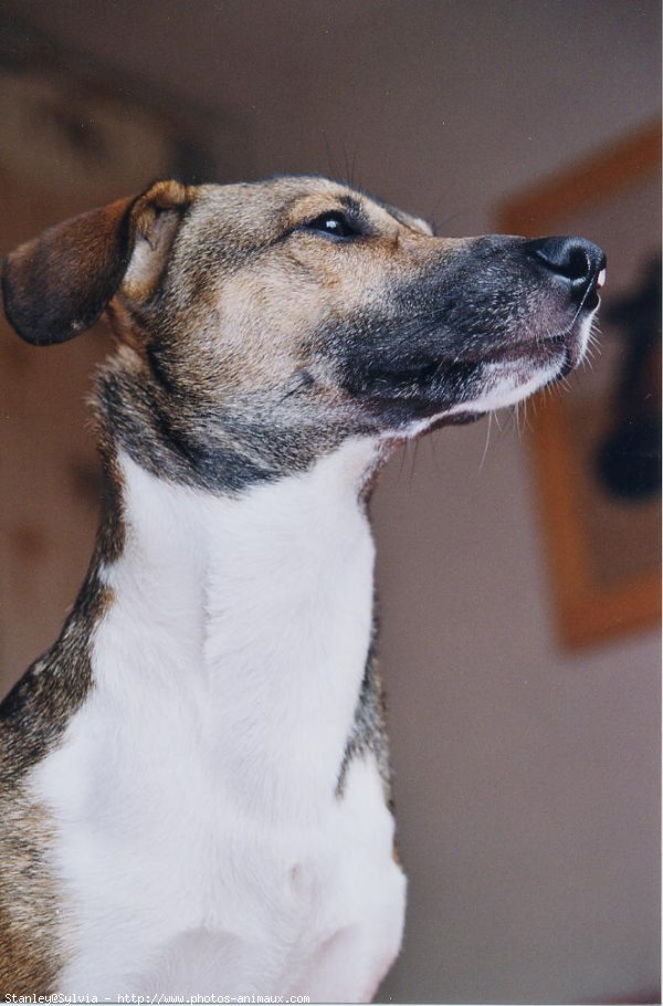 Photo de Jack russell terrier