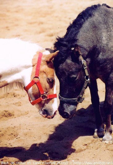 Photo de Poney franais de selle