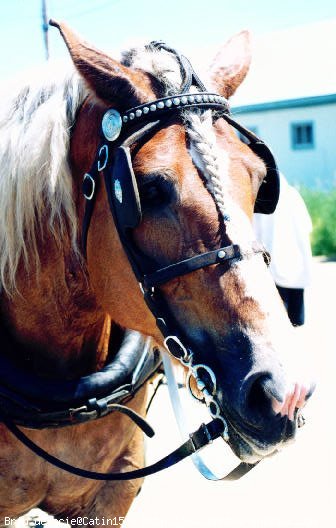 Photo de Percheron