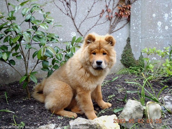 Photo de Chow chow