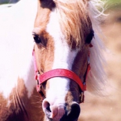 Photo de Poney franais de selle