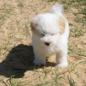 Photo de Coton de tulear