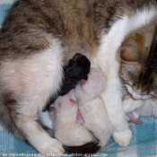 Photo de Chat domestique