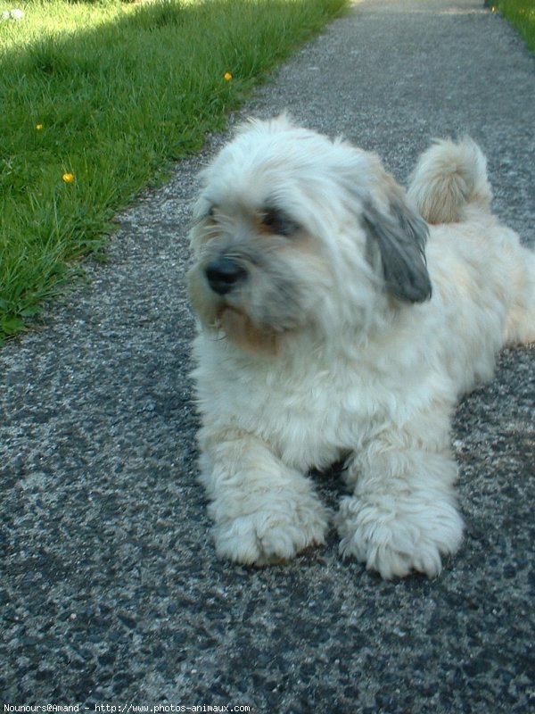 Photo de Lhassa apso