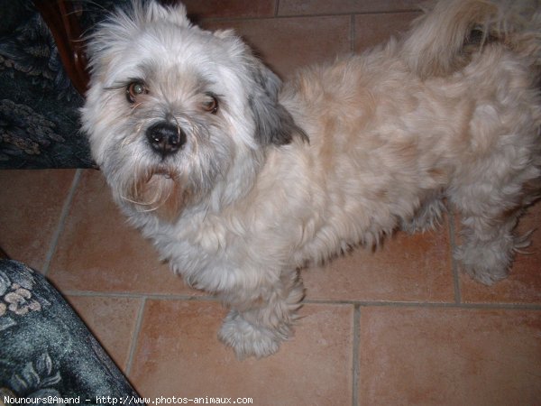 Photo de Lhassa apso