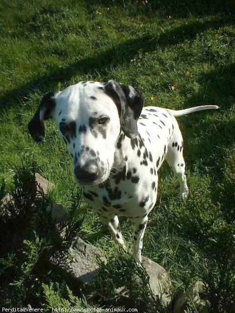 Photo de Dalmatien