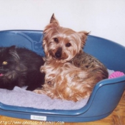 Photo de Yorkshire terrier