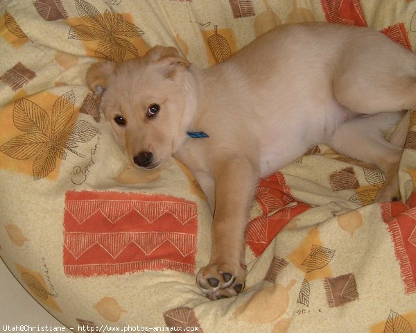 Photo de Labrador retriever