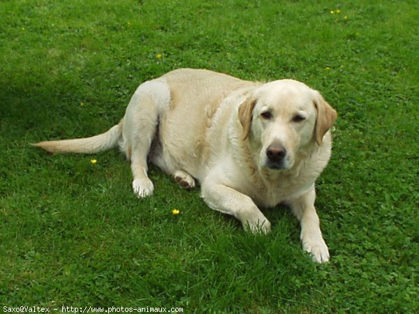 Photo de Labrador retriever