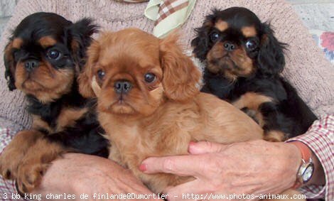 Photo de King charles spaniel