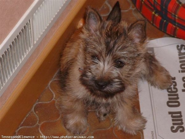 Photo de Cairn terrier