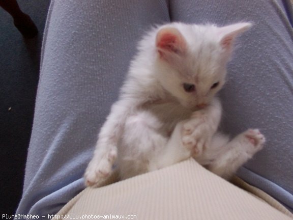 Photo de Chat domestique