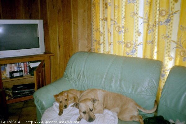 Photo d'American staffordshire terrier