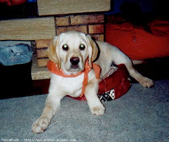 Photo de Labrador retriever