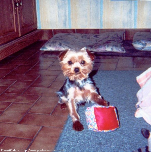 Photo de Yorkshire terrier