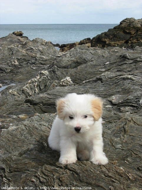 Photo de Coton de tulear