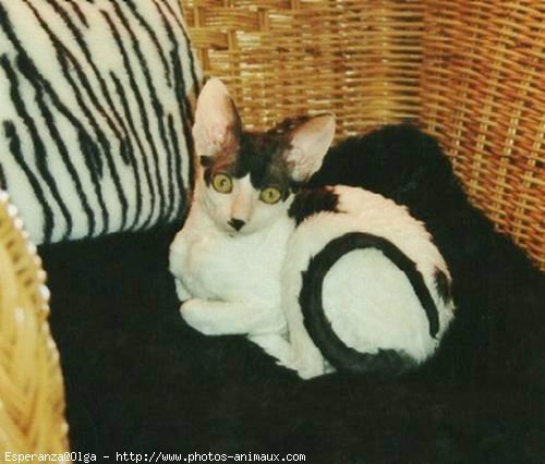 Photo de Cornish rex