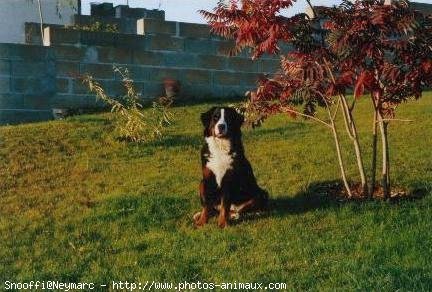 Photo de Bouvier bernois