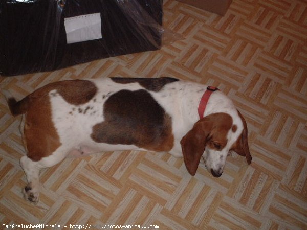 Photo de Basset hound