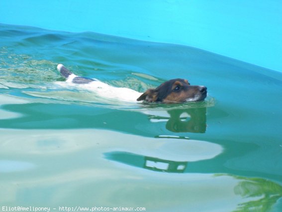 Photo de Jack russell terrier