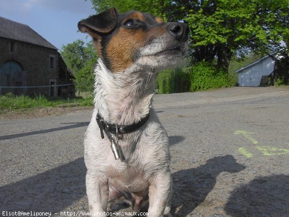 Photo de Jack russell terrier