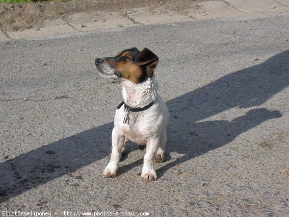 Photo de Jack russell terrier