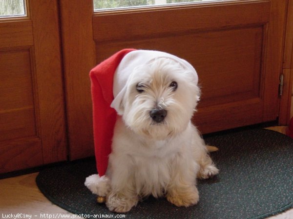 Photo de West highland white terrier