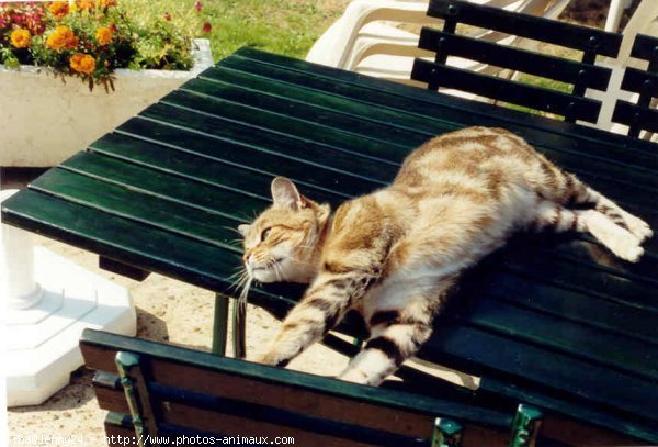 Photo de Chat domestique