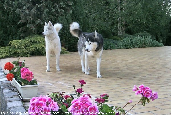 Photo de Husky siberien