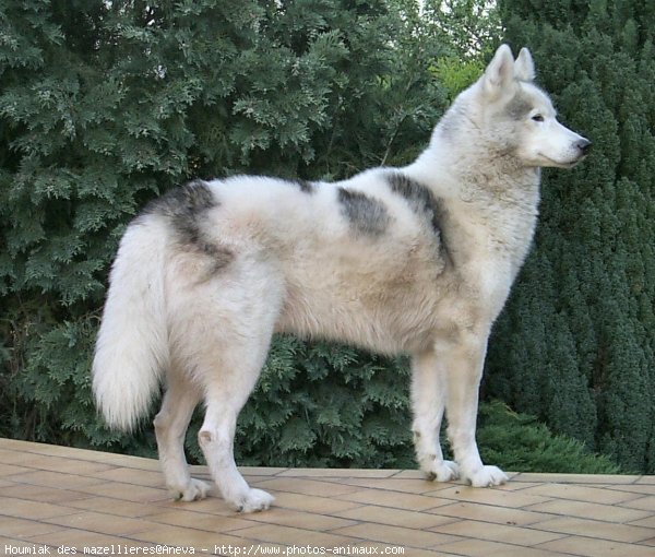 Photo de Husky siberien