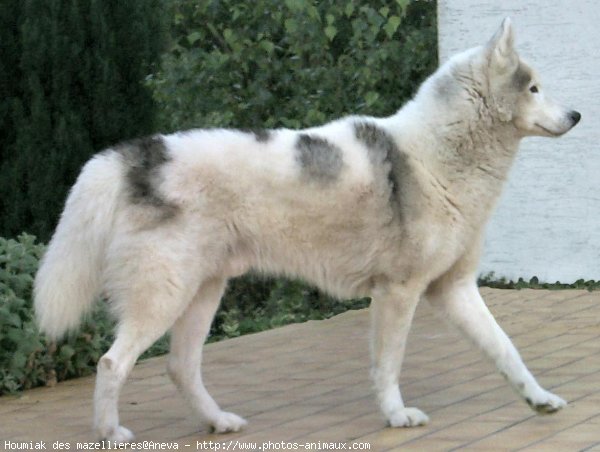 Photo de Husky siberien