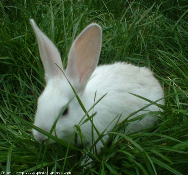 Photo de Lapin