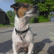 Photo de Jack russell terrier