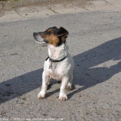 Photo de Jack russell terrier