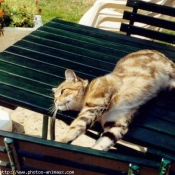 Photo de Chat domestique