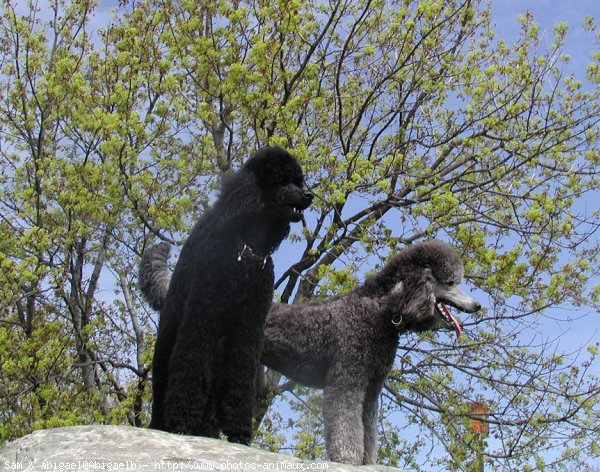 Photo de Caniche moyen