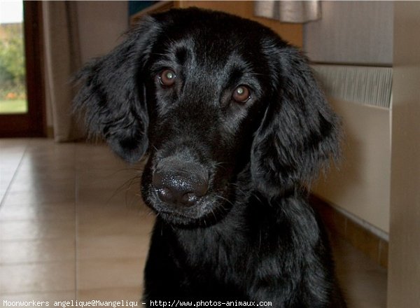 Photo de Retriever  poil plat