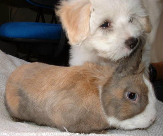 Photo de Coton de tulear