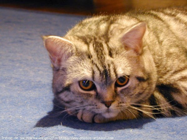 Photo de British shorthair